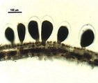 Lobophora variegata7